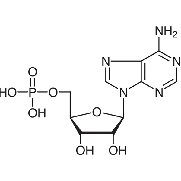 Europe style for trans-1 4-Dibromo-2-butene - Adenosine 5′-Monophosphate (5′-AMP) CAS 61-19-8 High Purity – Ruifu