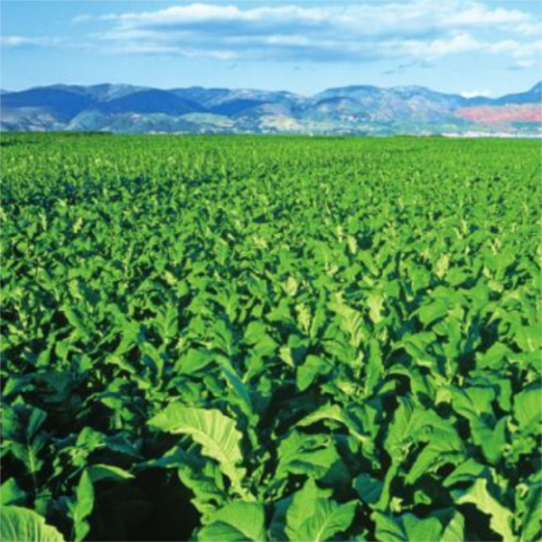 Tabanone CAS 13215-88-8 Tobacco Flavor Assay >75.0%